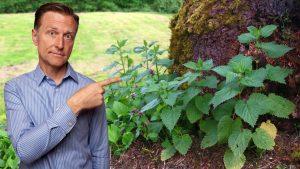 The Best Backyard Weed for Arthritis